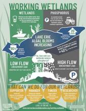 Working Wetlands Infographic