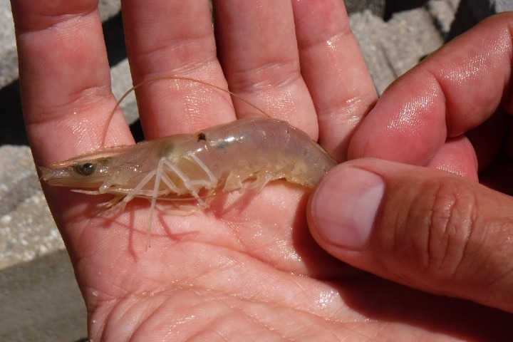 A juvenile brown shrimp (Farfantepenaeus aztecus) collected from an intertidal creek from the north coast of South Carolina. This shrimp was implanted with a Passive Integrated Transponder (PIT) tag as part of a mark-recapture program. Photo credit: Bruce Pfirrmann.