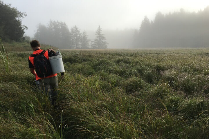 To assess the financial viability of blue carbon, the PNW Blue Carbon Working Group and its partners looked at three potential wetland restoration sites in the Snohomish, Skagit, and Coos estuaries. Photo credit: Leila Giovannoni.