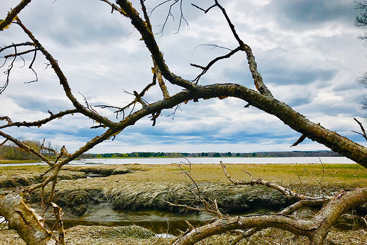This project synthesized existing salt marsh monitoring data from four New England National Estuarine Research Reserves to evaluate regional trends.