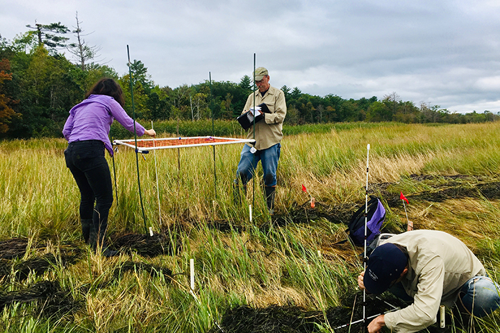 Understanding changes in marsh vegetation and elevation can help coastal managers better protect and restore these important ecosystems.