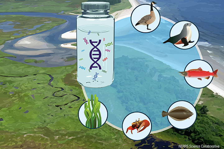 Analyzing the eDNA in water samples can identify the animals and plants found in that ecosystem.