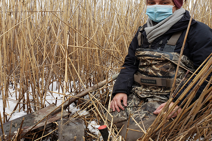 Taylor Beck navigated the snow to obtain a core from this Phragmites stand at the St. Jones Reserve marsh.(Photo credit: Kari St. Laurent)