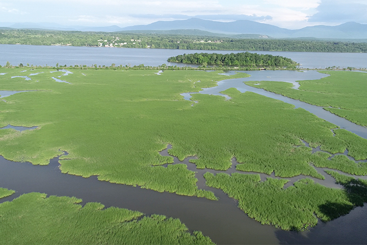 These wetlands already have the sediment they need and are growing rapidly at a rate 2-3 times that of sea level rise. 