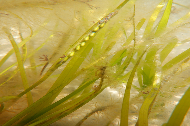 Seeds emerge from eelgrass flowering shoots in NC seagrass meadows. Credit: UNCW Coastal Plant Ecology Lab
