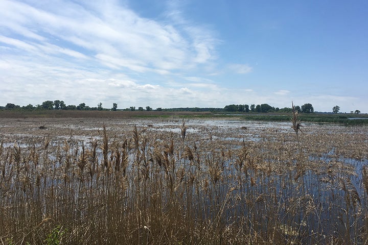 Quantifying Nutrient Retention By Lake Erie Coastal Wetlands National 