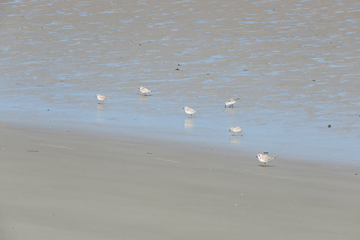 Piping plovers foraging on Harbor Island South Carolina. Photo by Melissa Chaplin, USFWS.