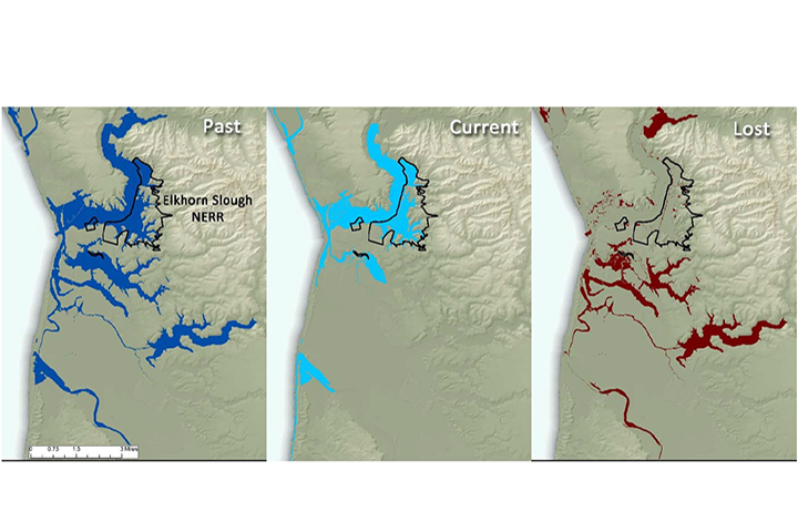 From left to right, historical estuarine extent (from Pacific Marine and Estuarine Fish Habitat Partnership), current estuarine extent (National Wetland Inventory), and lost estuarine areas in Elkhorn Slough as mapped by subtracting NWI's current extent from PMEP's historical extent.