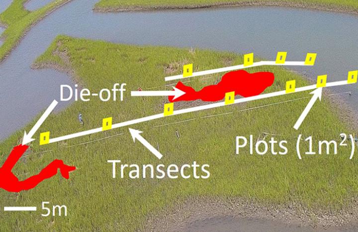 Ground surveys along discrete transects and plots can miss features that drone-based surveys could document, such as marsh die-offs. (Photo credit: Michael Greene)