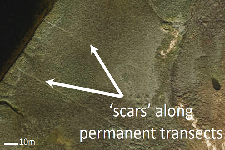 Drone-based monitoring can be gentler on a marsh. This image illustrates how ground surveys along permanent transects can inadvertently leave scars.
