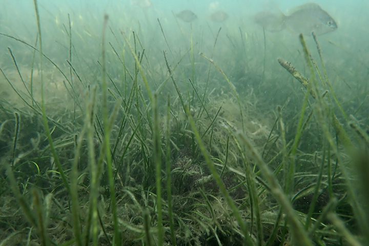 Fish swimming in seagrass meadows at the NC NERR Middle Marsh reserve site Credit: UNCW Coastal Plant Ecology Lab