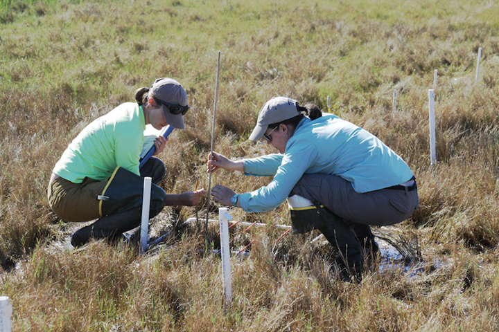 sediment testing marsh