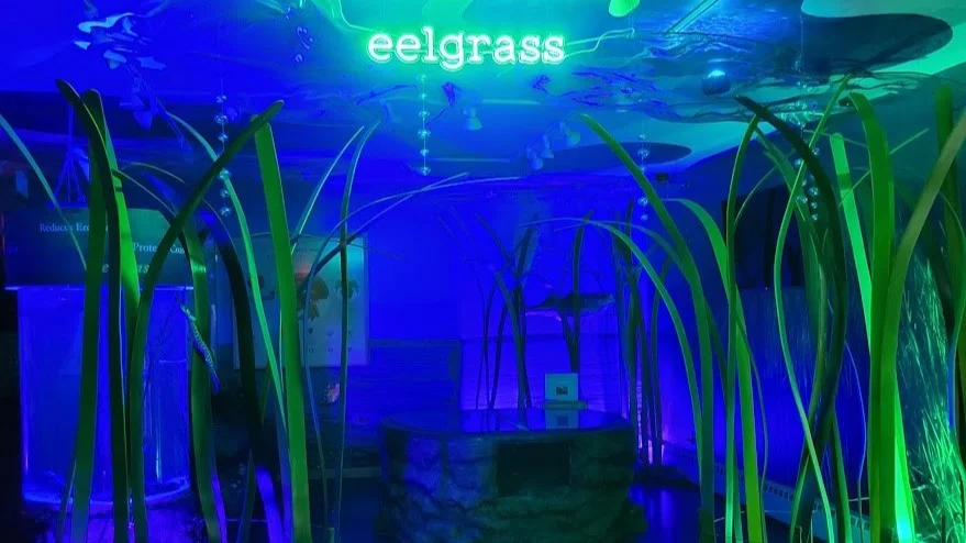 An immersive exhibit at the Great Bay NERR Discovery Center