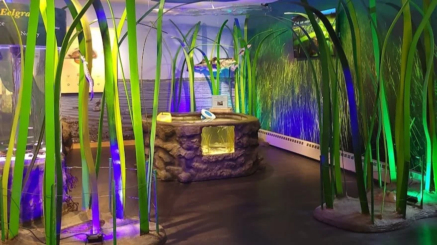 An immersive exhibit at the Great Bay NERR Discovery Center