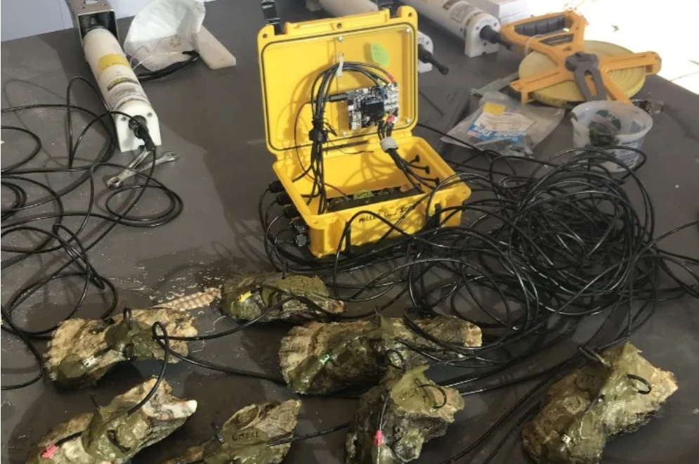 Many oysters connected to yellow box
