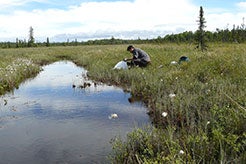 Ecosystem Services