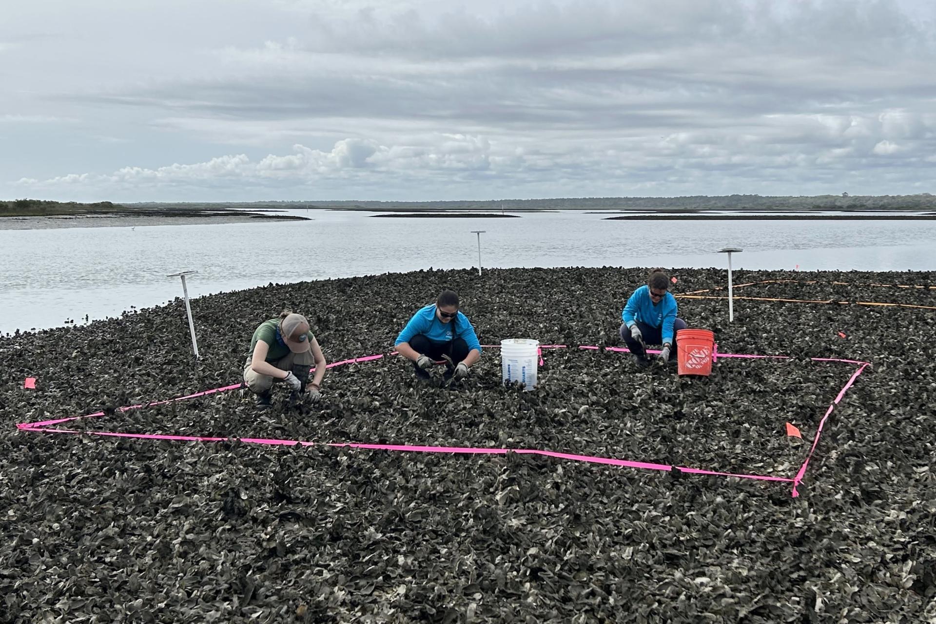 Three people using hammers to extract oysters.