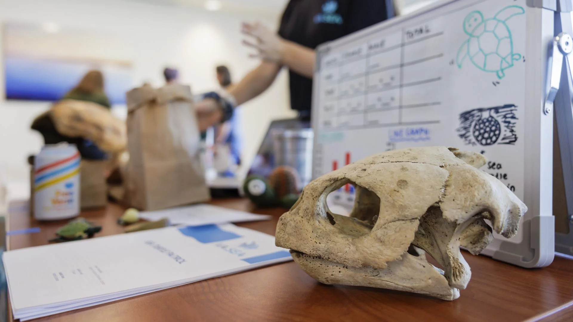There is a turtle skull on a desk in front of a white board that has a turtle drawing