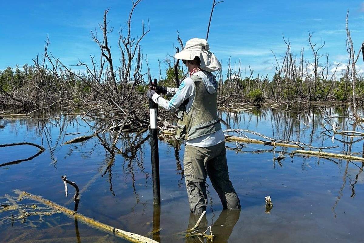 researcher sampling in mangroves