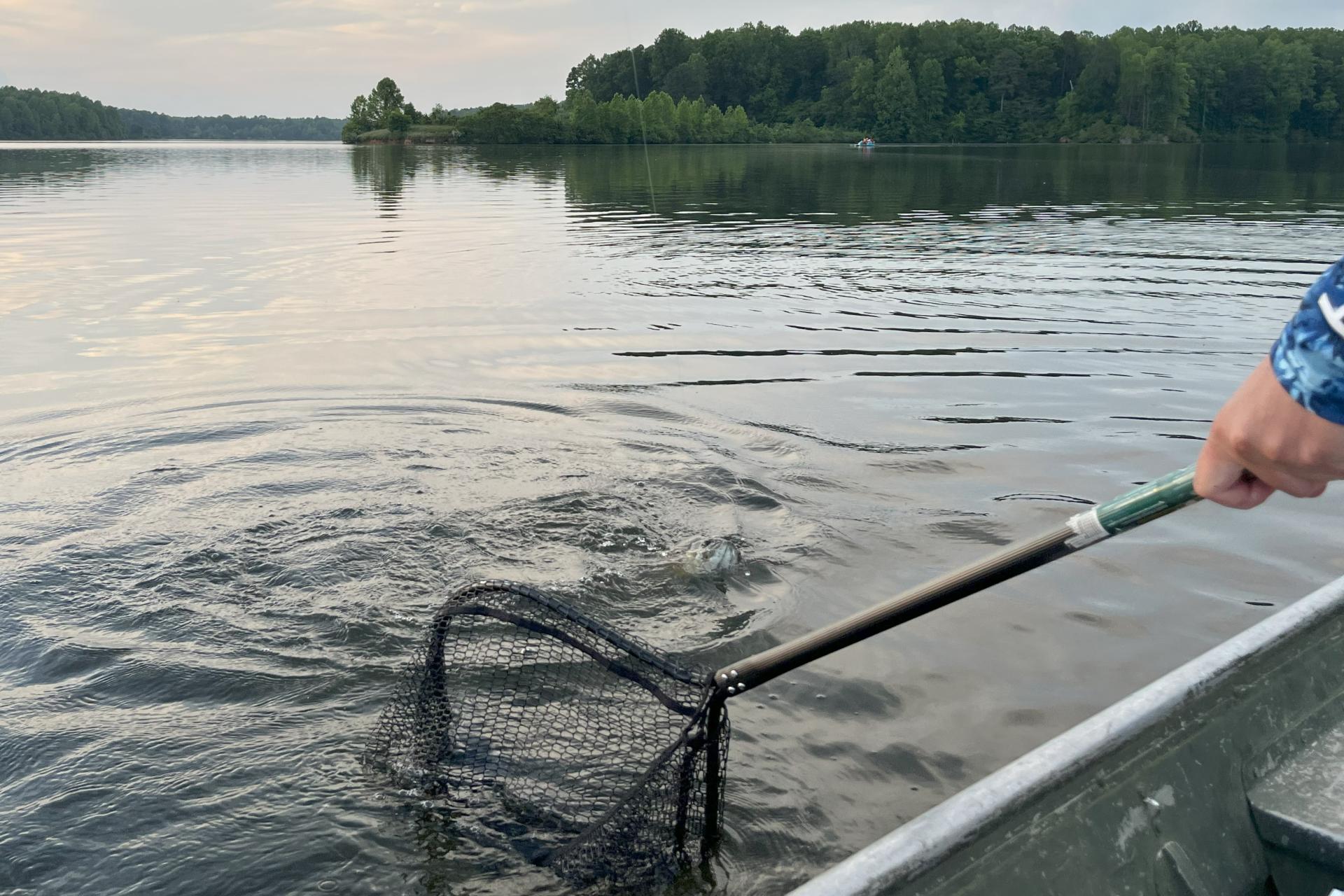 Someone using a catch net to catch a fish they are reeling in.