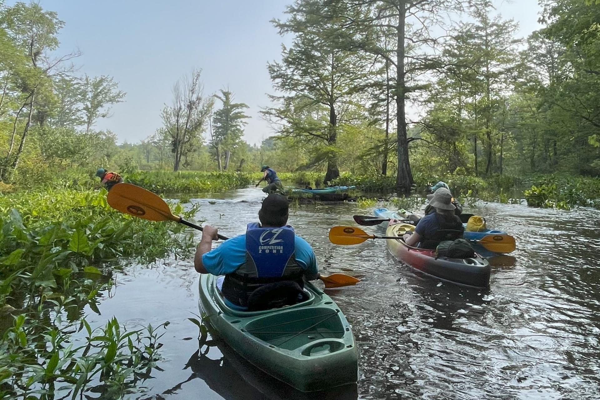 Individuals paddling several single-person kayaks