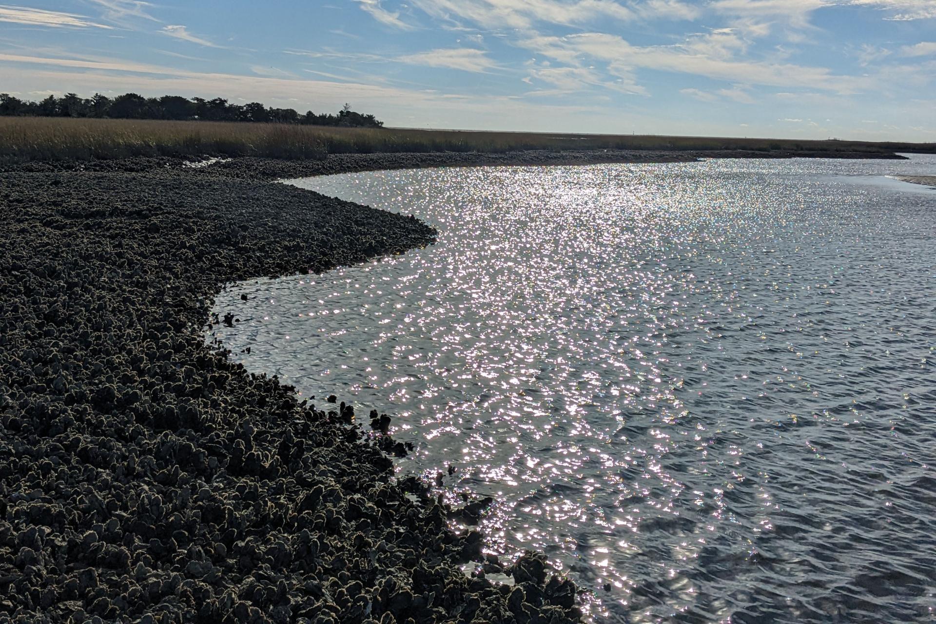 A fringing, intertidal oyster reef