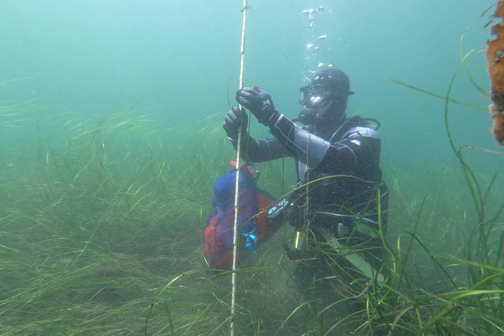 A person in SCUBA gear placing a rod into the eelgrass.
