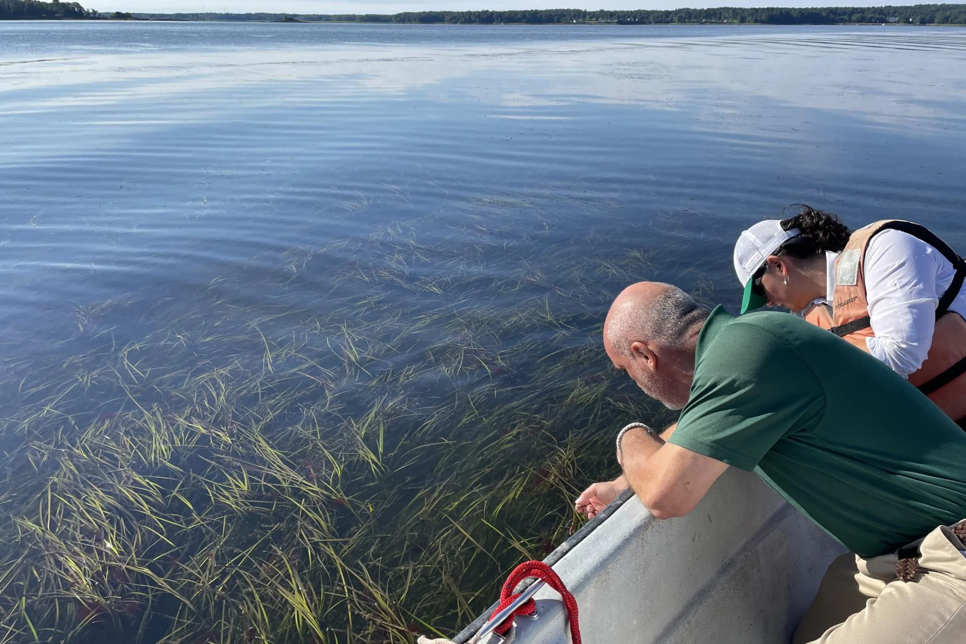 Two people looking over the edge of the boat to observe eelgrass floating towards the surface of the water.