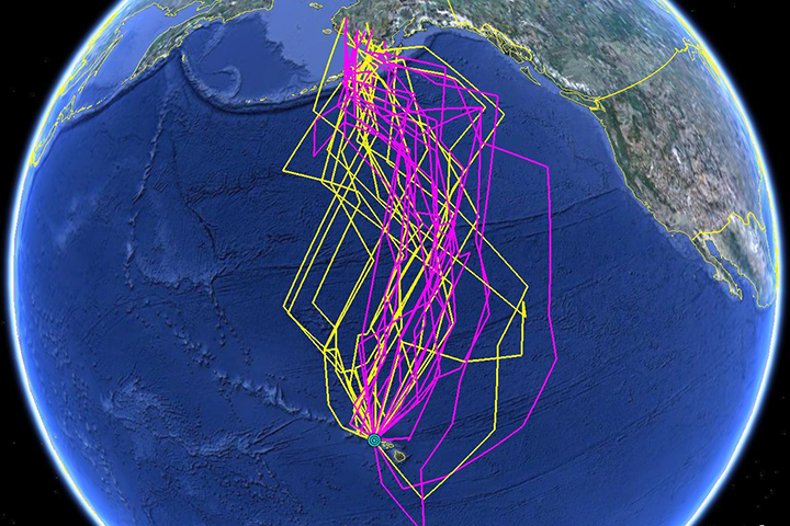golden plover migration paths