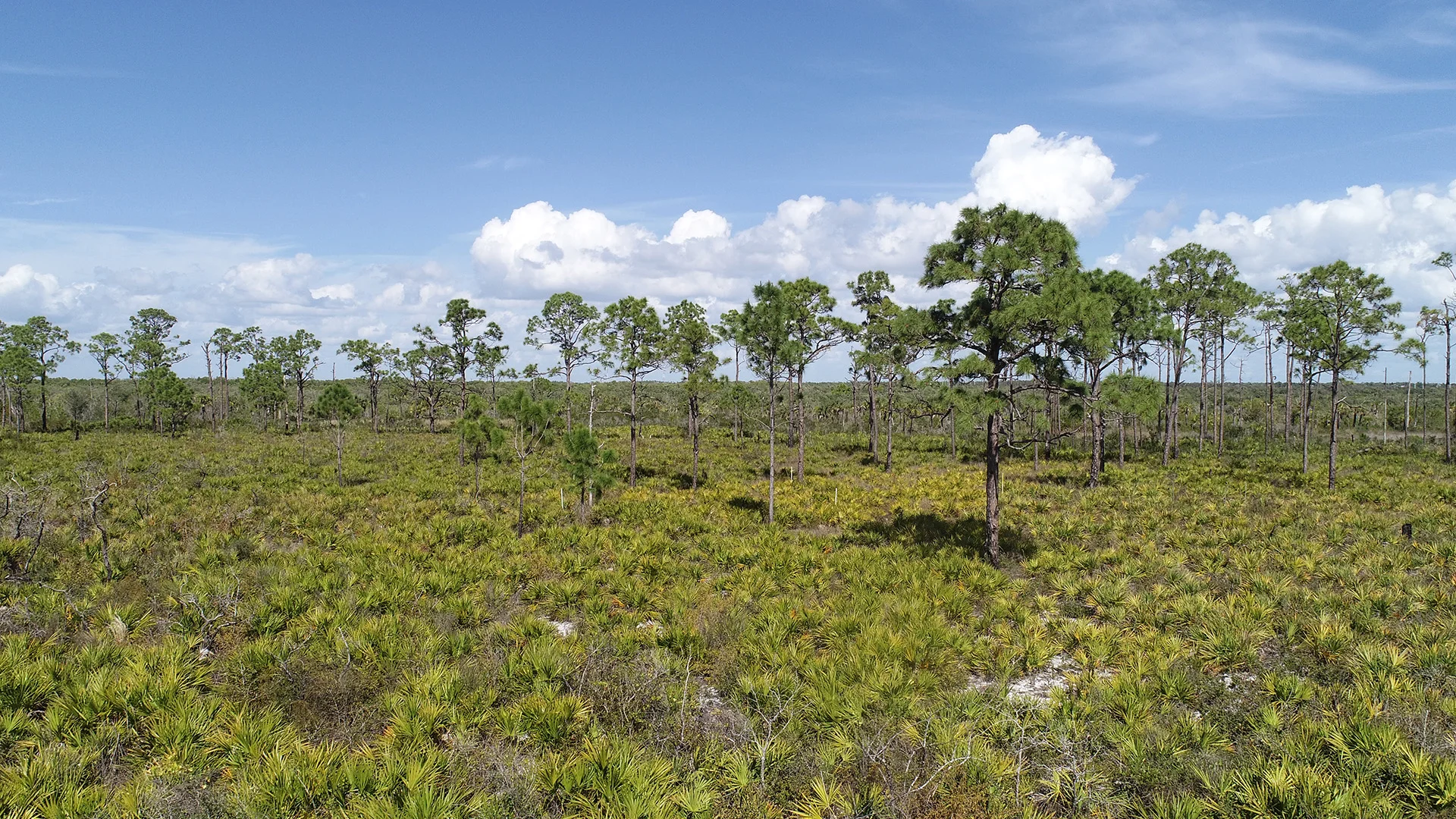 Rookery Bay NERR scrub