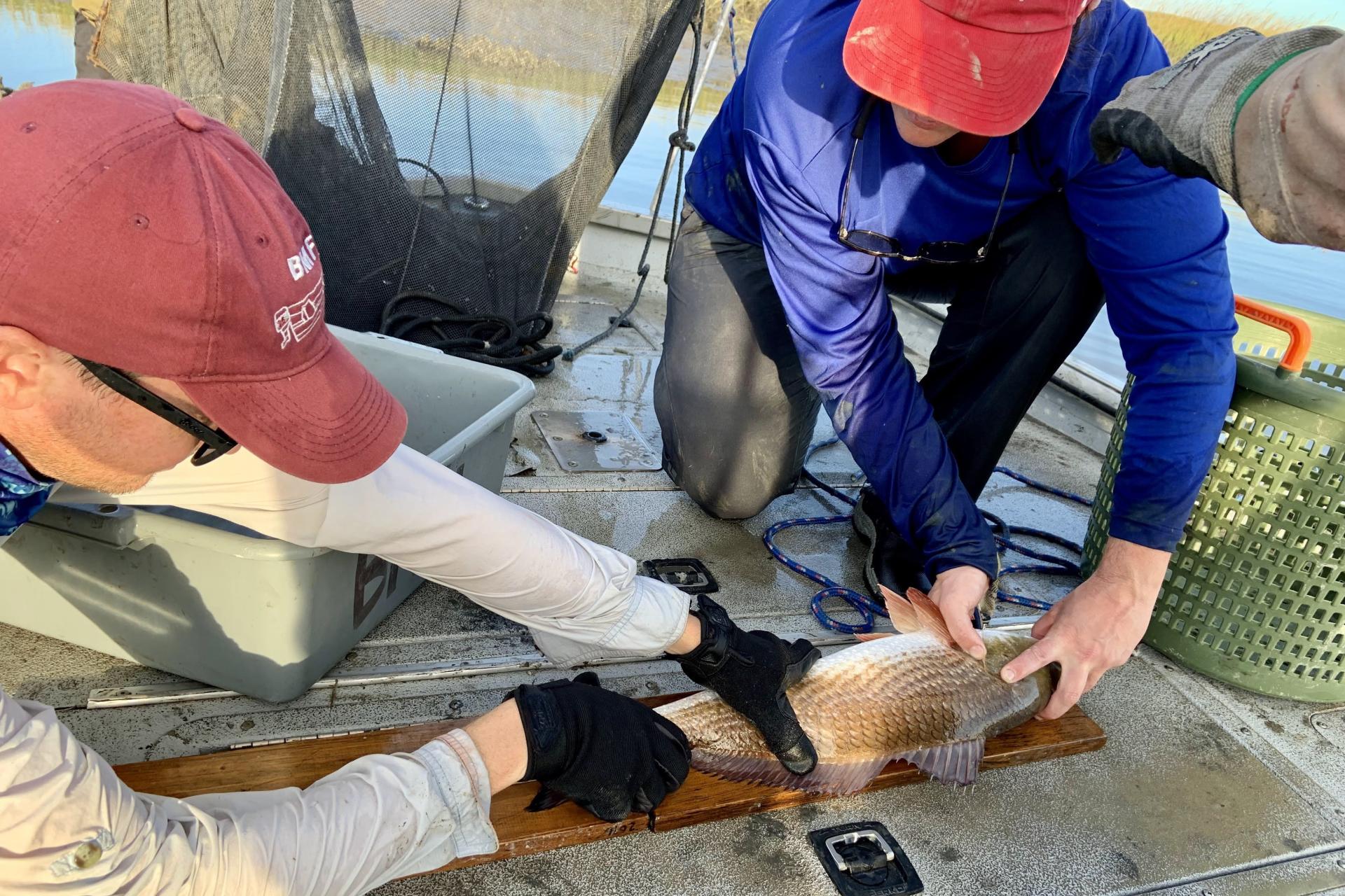 Team members measuring a red drum fish