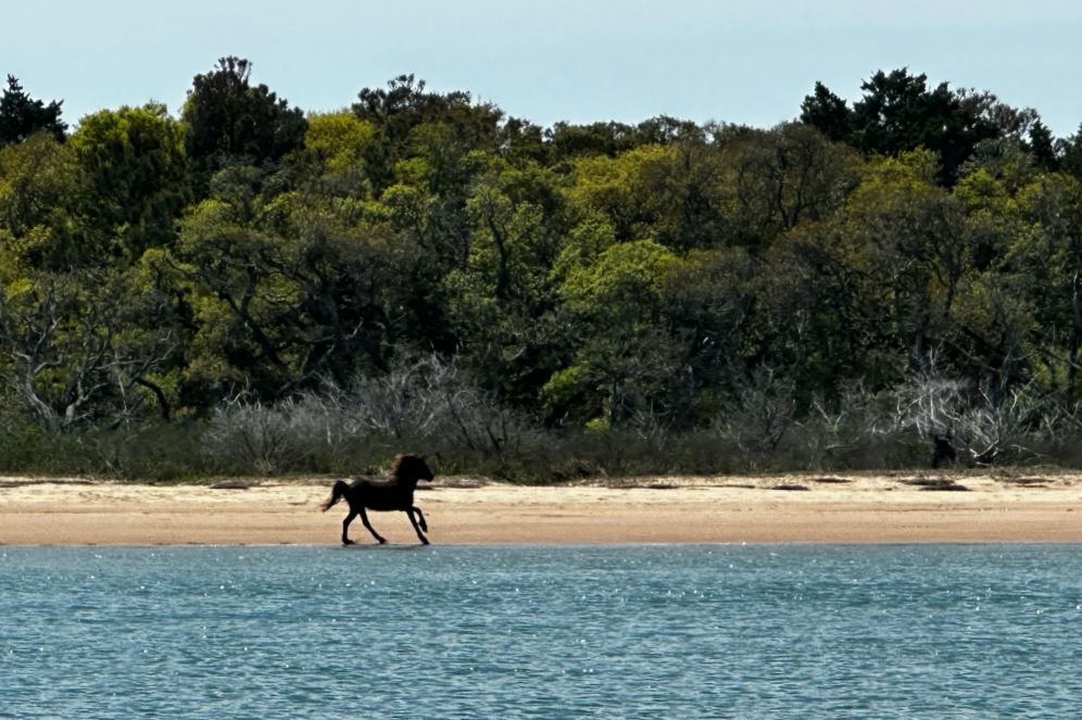 wild horse on shore