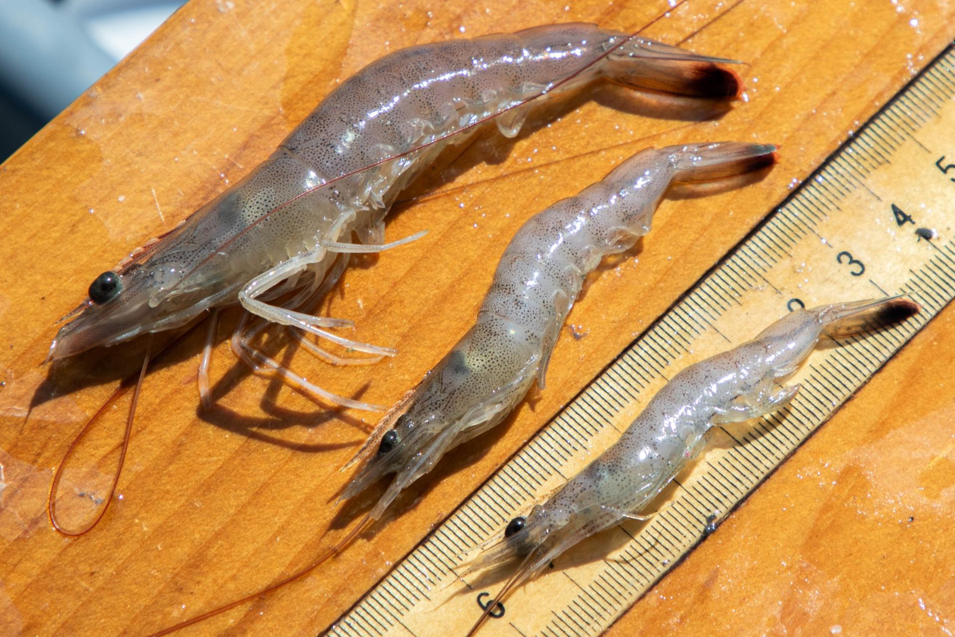 big shrimp, mid shrimp, small shrimp