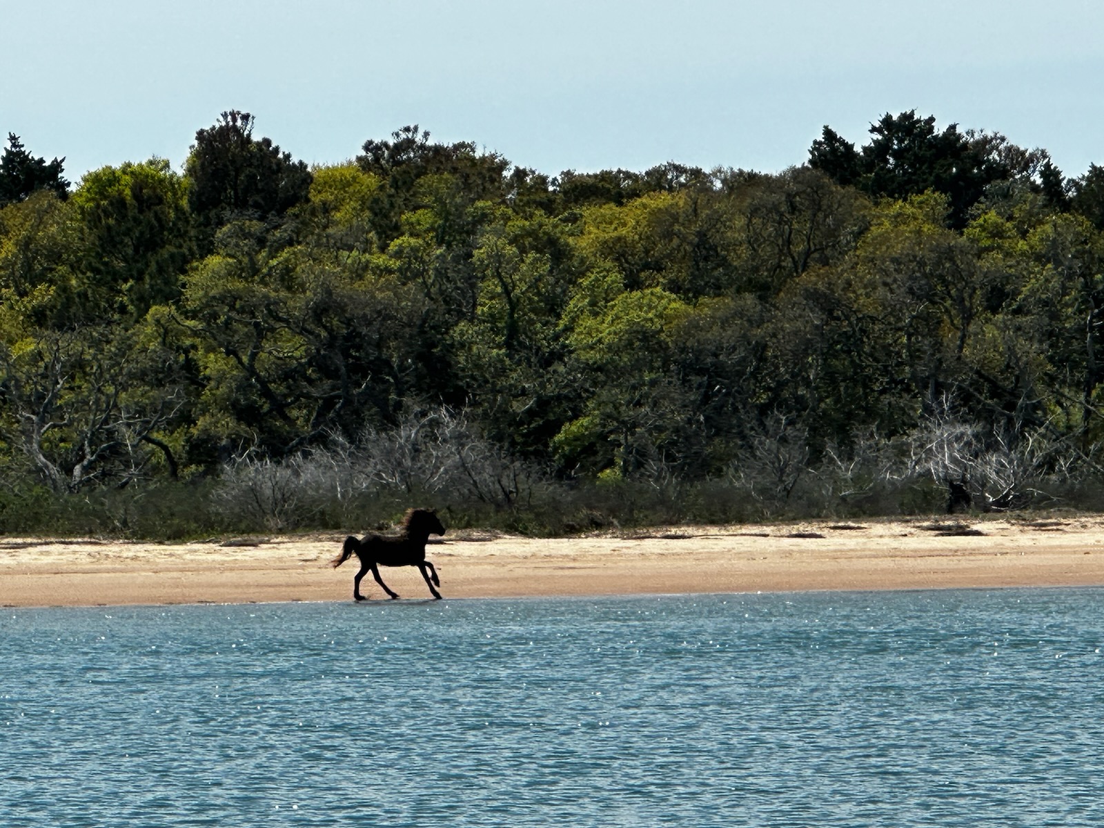 wild horse on shore