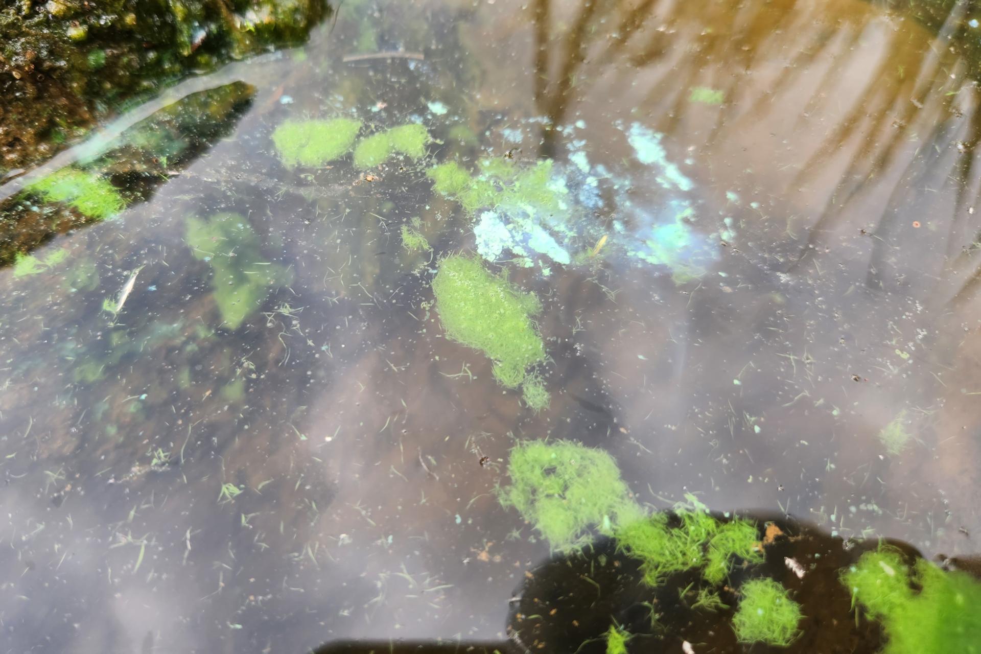 Green blobs of cyanobacteria