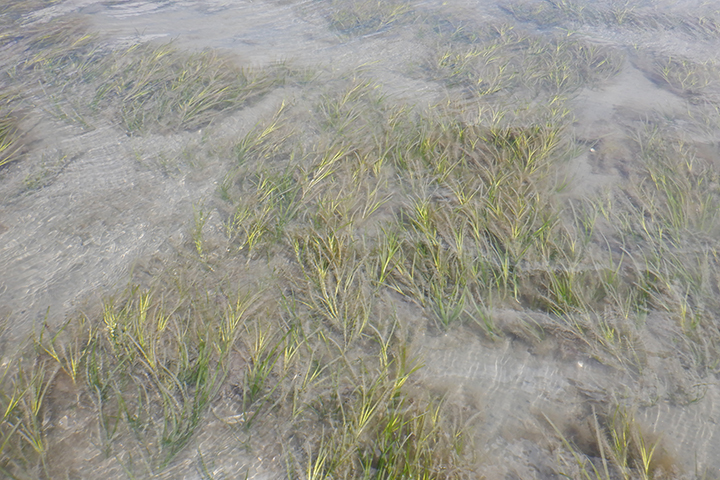Eelgrass flowering shoots stand out in North Carolina seagrass meadows. Credit: UNCW Coastal Plant Ecology Lab