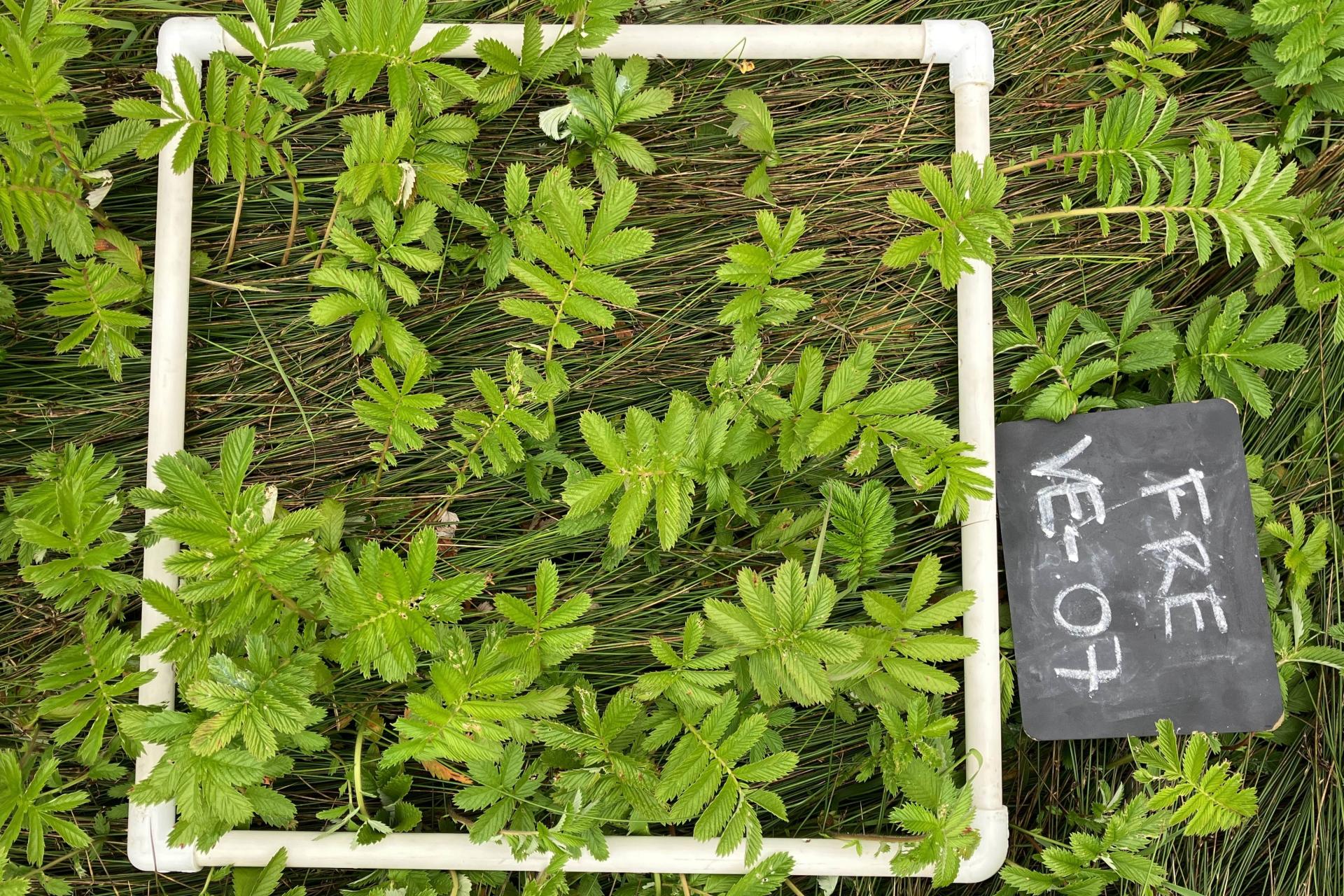 A plot of vegetation with a ID sign.