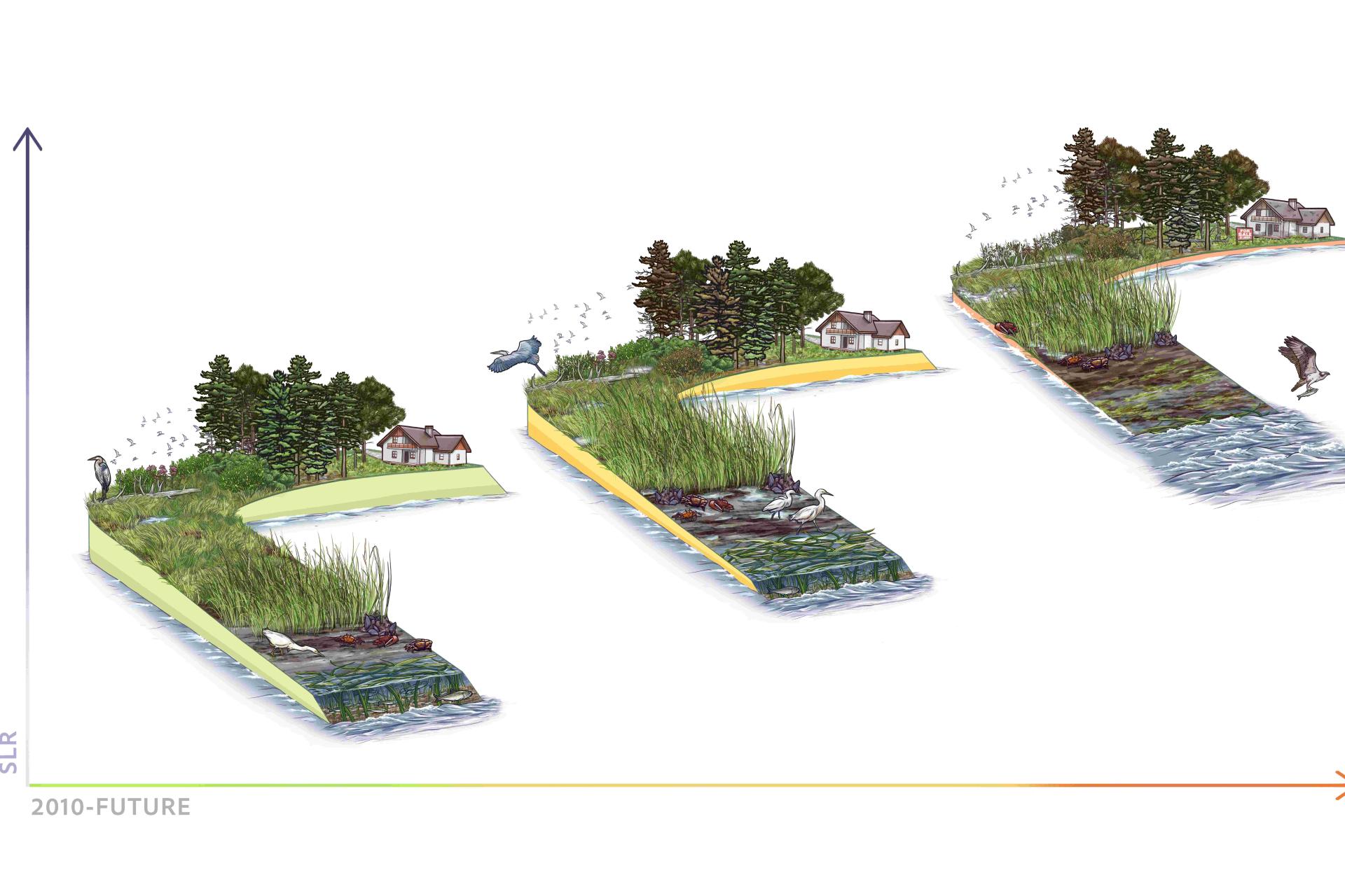 A diagram showing three progressive habitats over time.