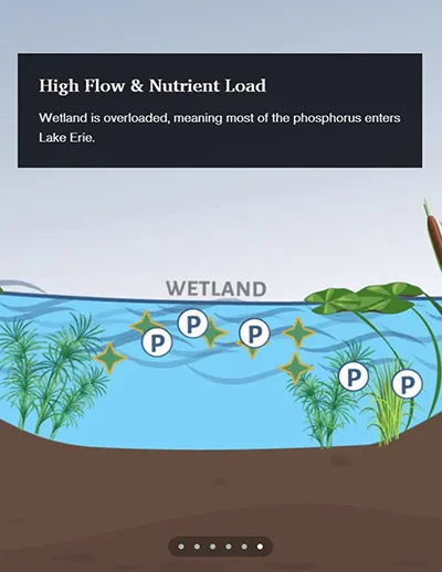 Phosphorus retention animation (still)