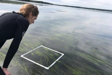 Margaret A. Davidson Fellow monitors eelgrass heath in Great Bay by assessing percent cover within randomly placed quadrats. Photo credit: Chris Peter.
