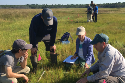 resarchers looking at salt marsh transects