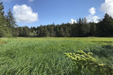 Kunz marsh in the Coos Bay Estuary was restored in 1996 and is one of the oldest tidal marsh restoration projects in Oregon. In this innovative restoration project, elevation was manipulated to study its effect on marsh development. Photo by Chris Janousek