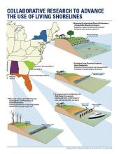 Living Shorelines Infographic