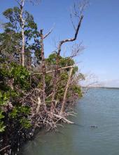 Defoliated red mangrove, site visit, 2019